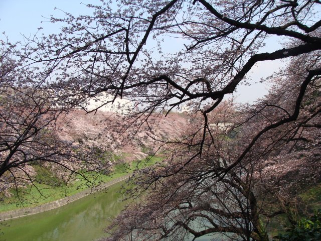 2008sakura1.jpg