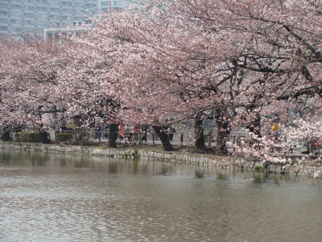 2008sakura3.jpg