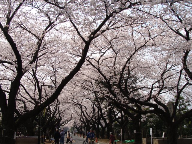 2008sakura4.jpg