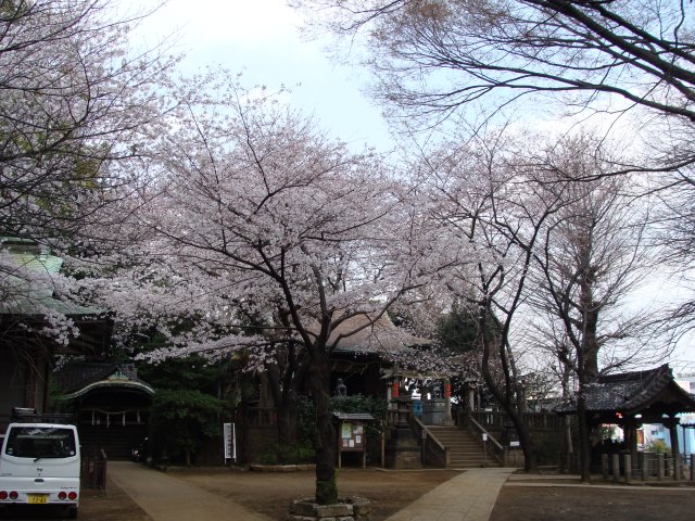 2008sakura5.jpg