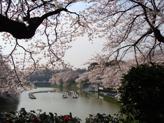 2008sakura6.jpg