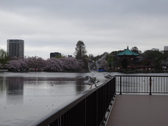 20150403sakura2.jpg