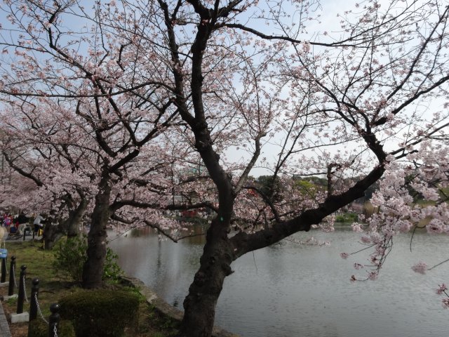 201641sakura1.jpg