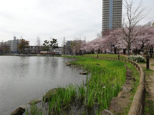 201641sakura2.jpg