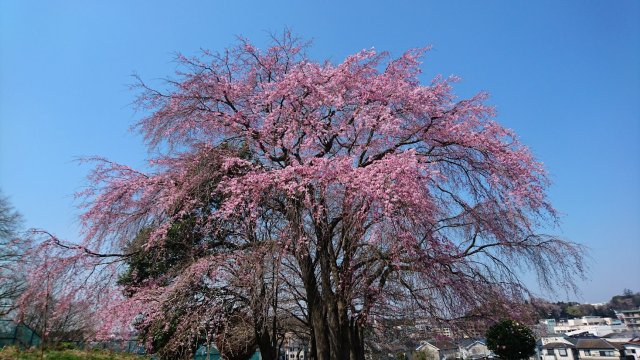 20170404sakura.jpg