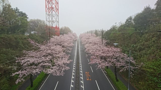 20170409sakura.jpg