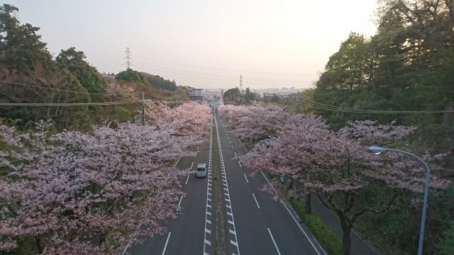 2018-sakura2.jpg